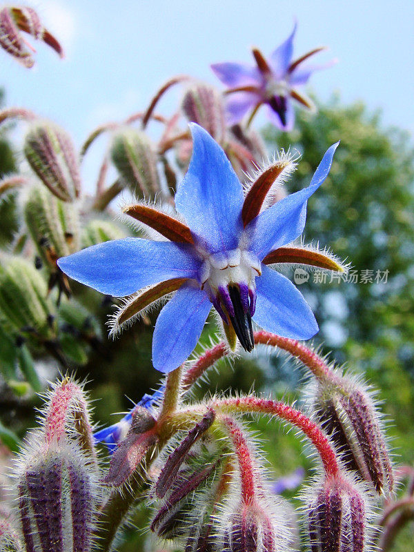 Borago officinalis